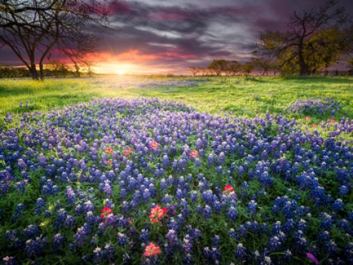 Bluebonnets in Spring Texas Hill Country